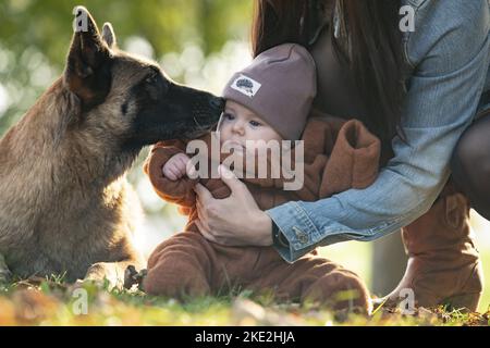 baby and Malinois Stock Photo