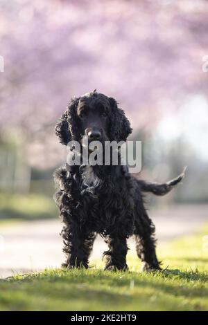 black English Cocker Spaniel Stock Photo