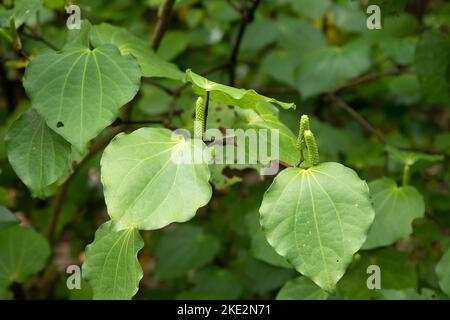 Leaves of the Kawakawa tree Piper excelsum nendemic to New Zealand. Stock Photo