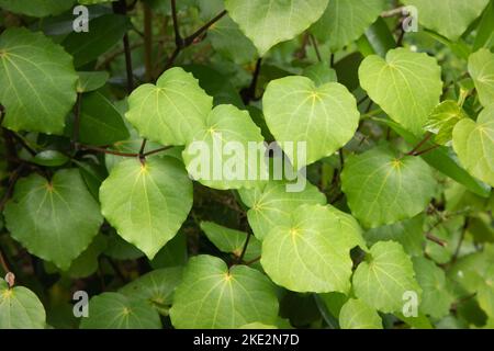 Leaves of the Kawakawa tree Piper excelsum nendemic to New Zealand. Stock Photo
