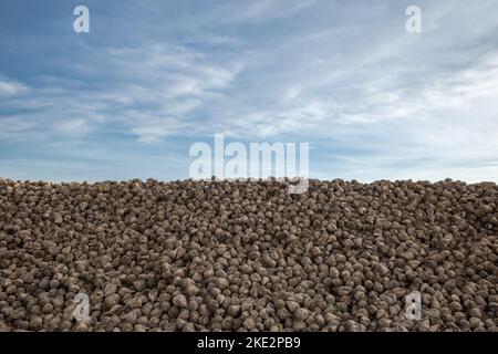 Outdoor sunny scenery, Heap of Sugar beet produce on the  land after harvest on agricultural farm. Stock Photo