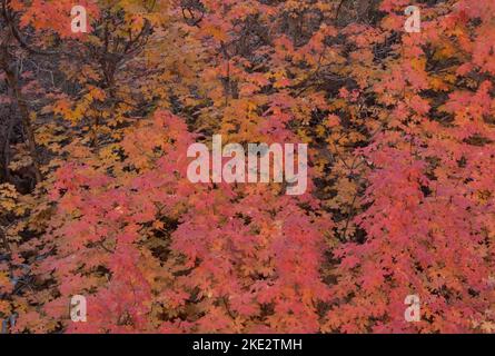 Bigtooth Maple (Acer grandidentatum) autumn leaves, Zion National Park,  Utah Stock Photo