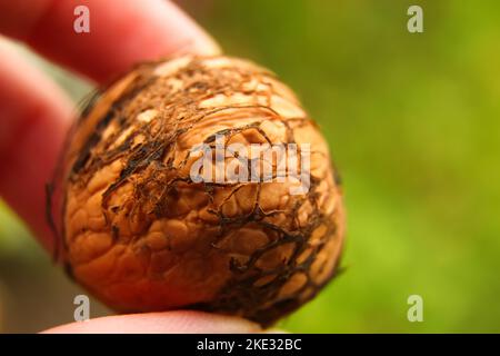 Defocus walnut and a cracked walnut closeup shot. Walnuts kernels on dark desk with color background, Whole walnut shell. Macro. Out of focus. Stock Photo