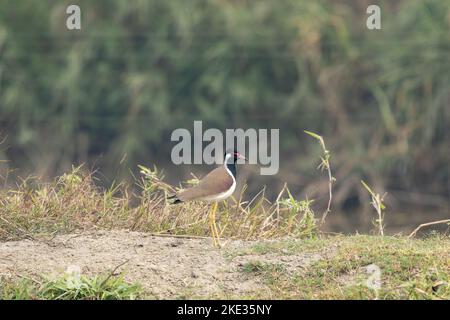 A Red Wattled Lapwing standing on the bank of a river in the Chitwan National Park in Nepal. Stock Photo