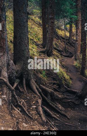 The roots of tall fir trees stick out of the ground Stock Photo