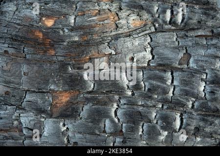 Texture of a black burnt tree trunk Stock Photo
