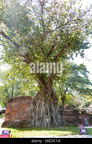 Tailandia 10-11-2022 Los templos mas visitados de Tailandia Stock Photo