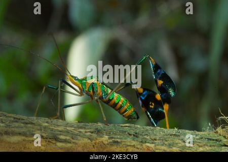 colorfull leaf footed bug green orange black makro beautifull tropic dschungle Stock Photo