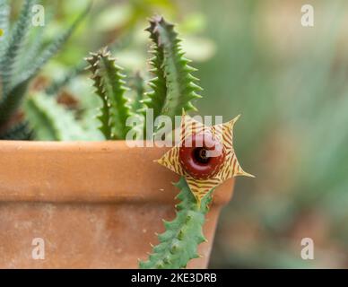 Huernia zebrina, lifesaver plant, lifesaver cactus, or carrion flower, is a  small perennial succulent with beautiful flowers that have a terrible smell  Stock Photo - Alamy
