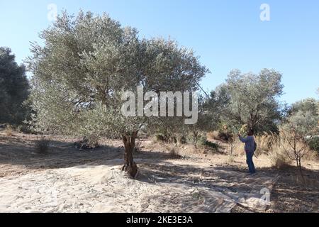 View of an olive grove at the time of the olive harvest in Turkey. Nice are set up to catch the olives. The old olive trees are located Izmir Stock Photo
