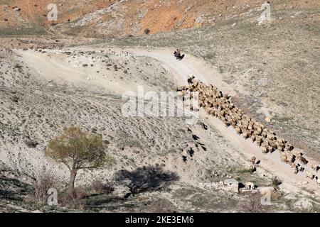 sheep grazing on the steppe Stock Photo