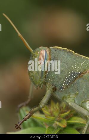 Vertical closeup on a green nymph of the Egyptian migrating locust grasshopper , Anacridium aegyptium Stock Photo