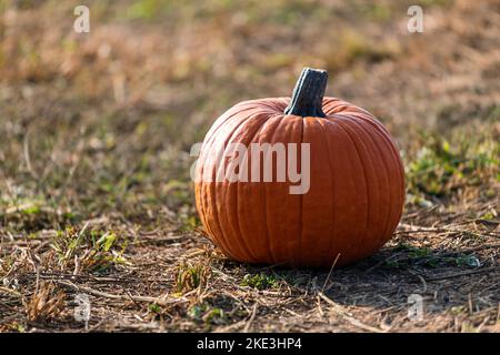 Fresh orange pumpkin placed on dry grass in agricultural field on autumn day on farm Stock Photo