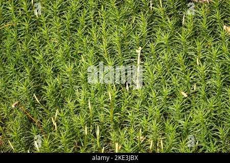 Close up of green moss in the forest. Green plants background. Stock Photo