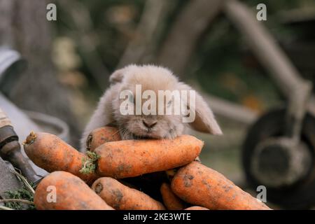 Fluffy foxy rabbit with carrot on autumn background Stock Photo