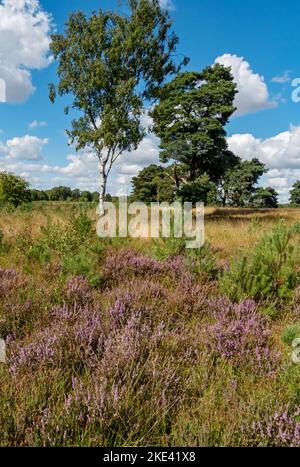 Silver birch tree trees and purple heather on Strensall Common nature reserve heathland in summer near York North Yorkshire England UK Great Britain Stock Photo