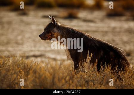 Brown hyena in Kgalagadi transfrontier park, South Africa; specie Parahyaena brunnea family of Hyaenidae Stock Photo