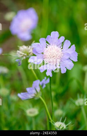 Scabiosa caucasica, the Caucasian pincushion flower, pincushion-flower or Caucasian scabious Stock Photo