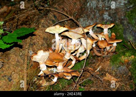 Mushroom, Armilaria mellea, Honey Fungus, Close up, Bunch of mushrooms in the forest Stock Photo