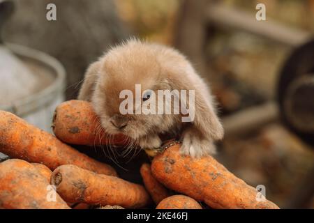 Fluffy foxy rabbit with carrot on autumn background Stock Photo