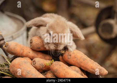 Fluffy foxy rabbit with carrot on autumn background Stock Photo