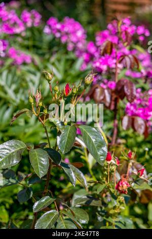 treatment in the garden of young shoots of roses from aphids, whiteflies and insect pests Stock Photo