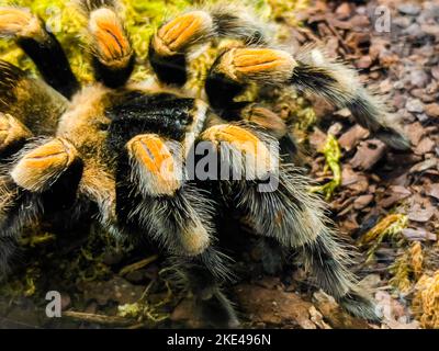 Brachypelma auratum (also called Mexican flame knee) is a tarantula Stock Photo