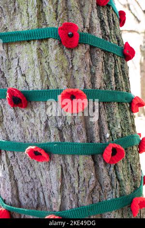 A knitted poppy wreath wrapped around a tree in the the graveyard at St Mary's Church, Witney for Remembrance Day Stock Photo