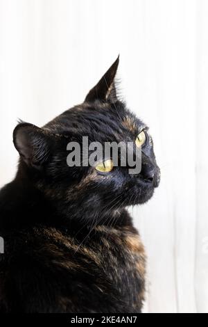 Tortoiseshell cat. Cute tortoiseshell cat siting on windowsill near window. Stock Photo