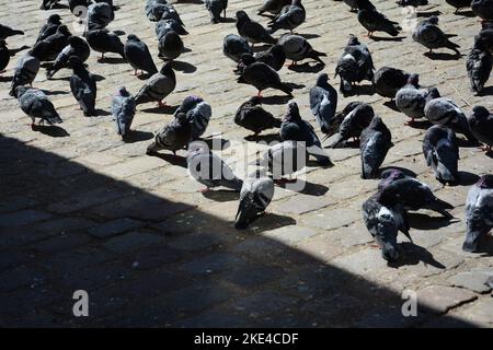 pigeons on the pavement in Paris Stock Photo