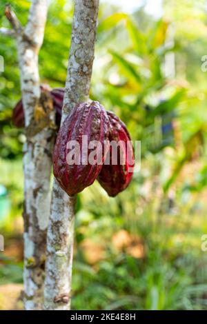 Cacao plant growing in jungle of Indonesia with stem. Stock Photo