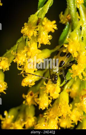 A vertical macro of a spotted cucumber beetle  on a yellow flower Stock Photo