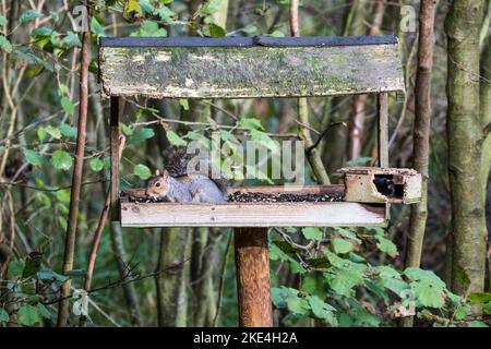 A grey squirrel, Sciurus carolinensis, taking food from a bird table in Norfolk. Stock Photo