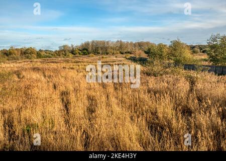 View over reedbeds at Sculthorpe Moor Nature Reserve, Norfolk. From Tower Hide also known as Volunteers Hide. Stock Photo