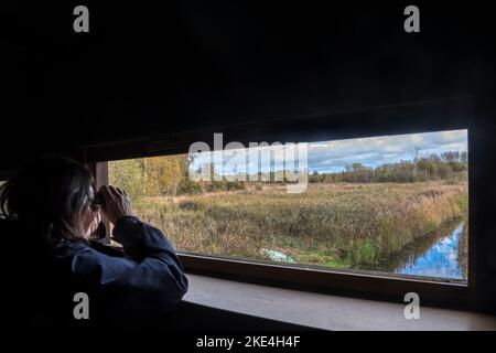 Woman birdwatching from the Whitley Hide also called the Fen Hide at Sculthorpe Moor Nature Reserve, Norfolk. Stock Photo