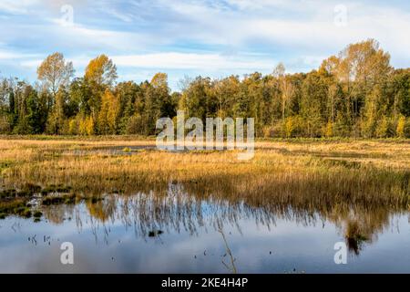 Wetland area at Sculthorpe Moor Nature Reserve, Norfolk.  Seen from the Wetland Hide. Stock Photo