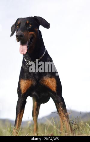 A vertical shot of a black Dobermann in a field Stock Photo