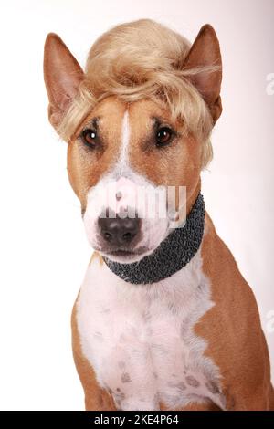 Miniature bull terrier portrait wig hi res stock photography and