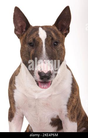 Miniature Bull Terrier Portrait Stock Photo - Alamy