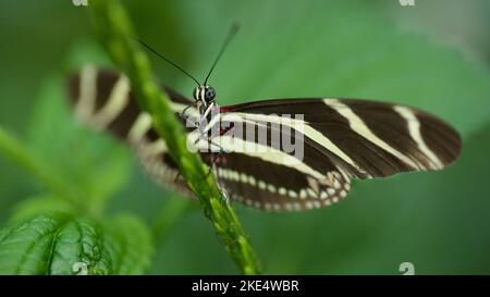 A Closeup Shot Of A Zebra Longwing Butterfly On A West Indian Lantana 