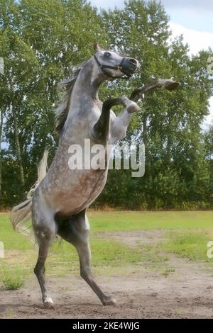 rising arabian horse Stock Photo