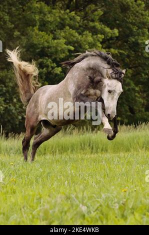 Pura Raza Española - bucking Stock Photo - Alamy