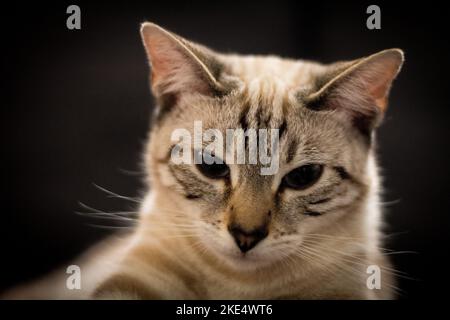 A beautiful closeup of a snow marbled Bengal cat on isolated background Stock Photo