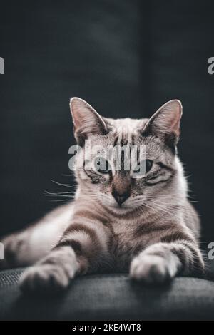 A beautiful shot of a snow marbled Bengal cat on isolated background Stock Photo