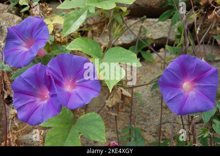Soft focus. Morning glory flowers. Ipomoea indica .Family Convolvulaceae, Ocean blue morning glory . Blue dawn flower. Purple flowers ipomoea indica Stock Photo