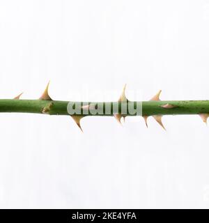 Isolated rose stem with thorns on white background Stock Photo