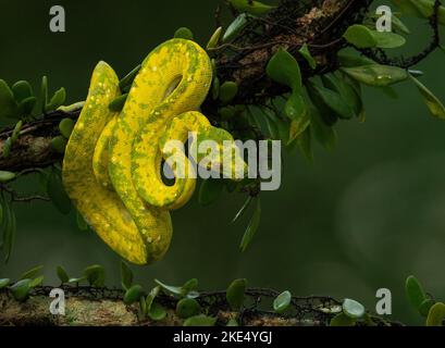 A closeup of a Juvenile Green Tree Python on a tree Stock Photo
