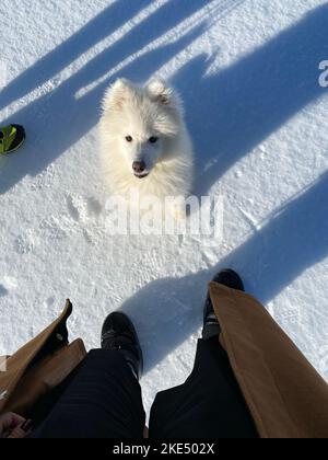 A vertical top view shot of a cute white Samoyed dog sitting on the snow in front of a person Stock Photo