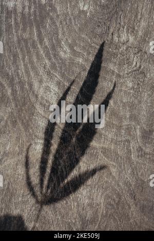 Soft selective focus on the shadow of a fresh leaf of hemp, marijuana on a dark wooden textured background. Cultivation of medicinal cannabis as a pain reliever and sedative. Stock Photo