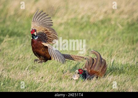 fighting Ring-necked Pheasant Stock Photo